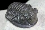 Gerastos Trilobite Fossil - Well Prepared #83348-3